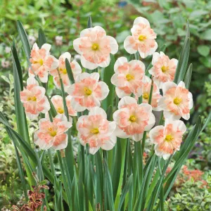 Pink Wonder - Daffodil Bulbs