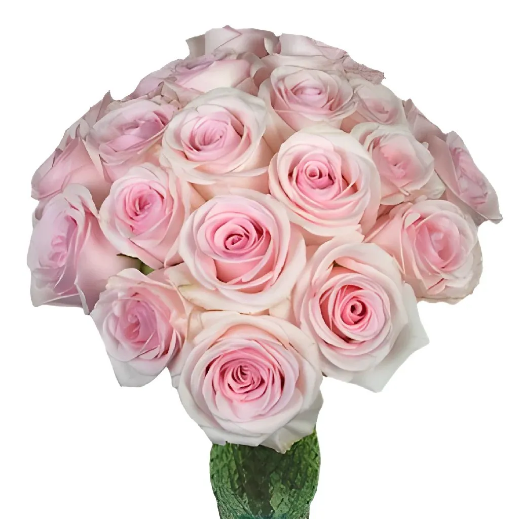 Rosy Glow Pink Rose